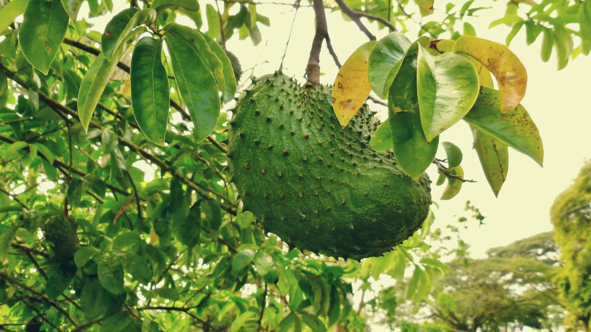 7+ Manfaat Buah Sirsak Bagi Kesehatan Tubuh